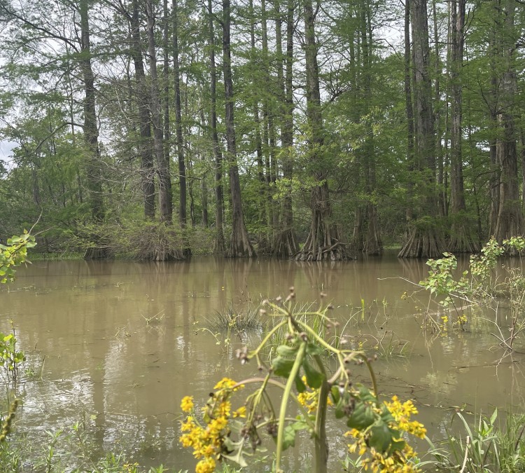 Frenchtown rd conservation park (Greenwell&nbspSprings,&nbspLA)